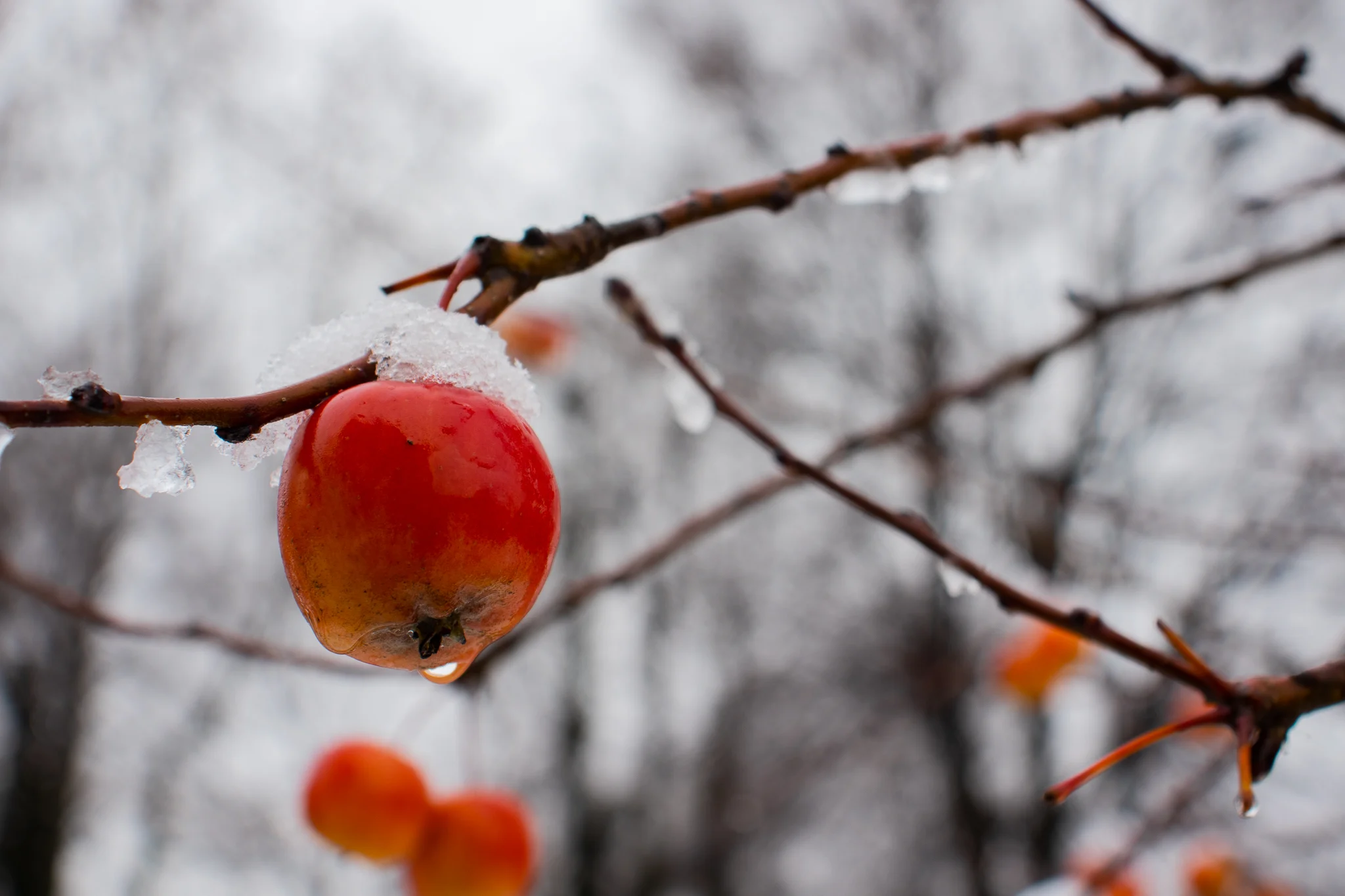 Iced apple