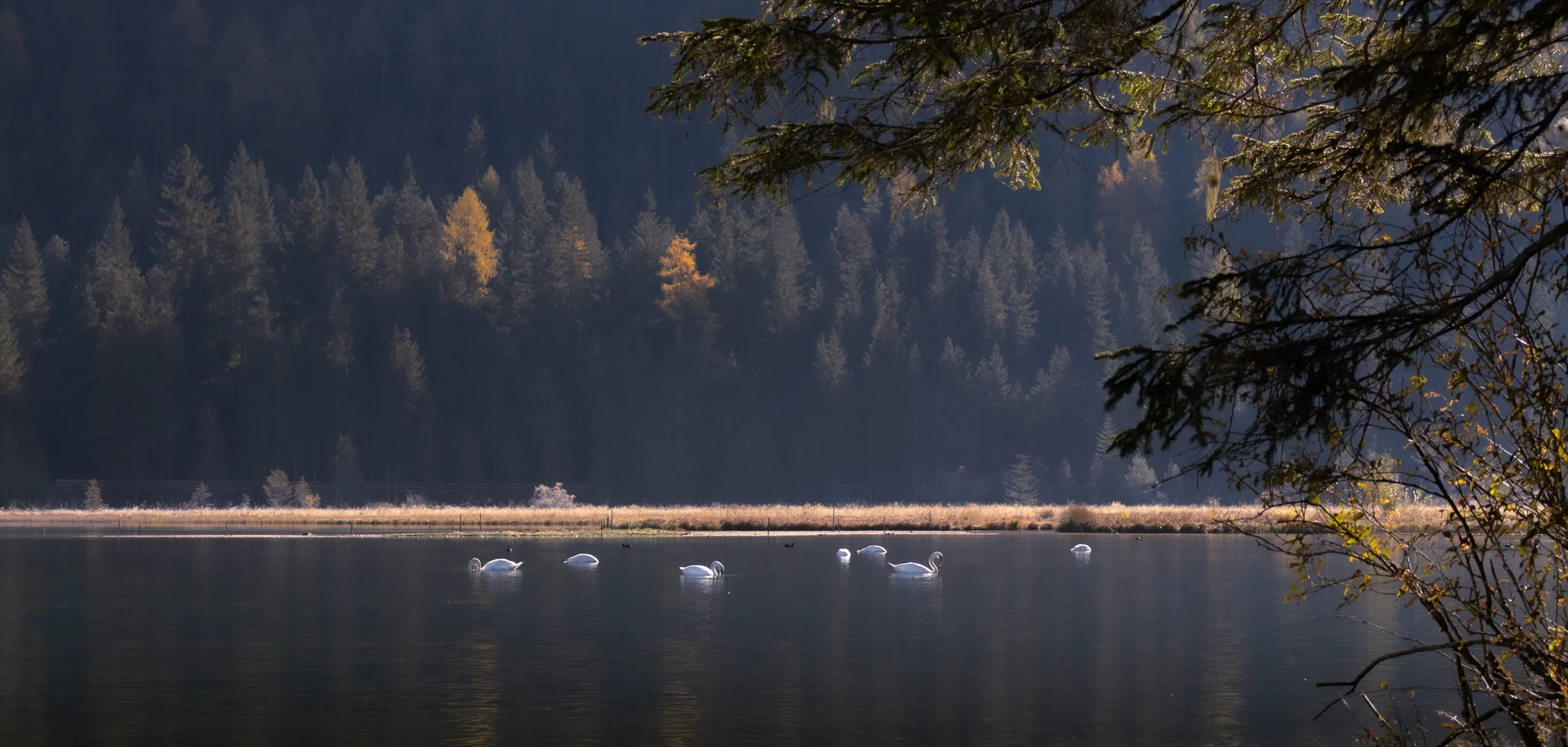 Lago dei cigni