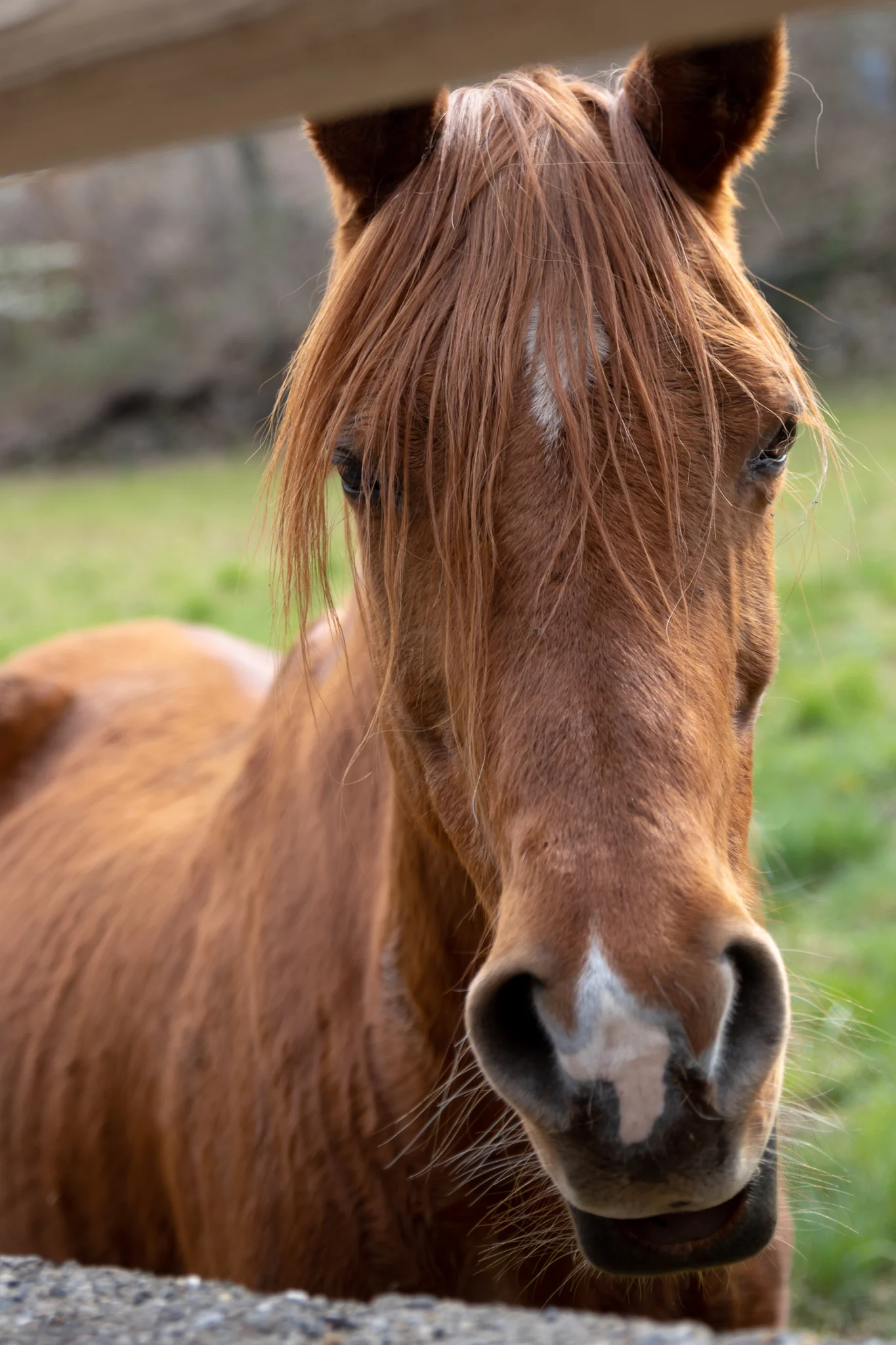 Cavallo domestico