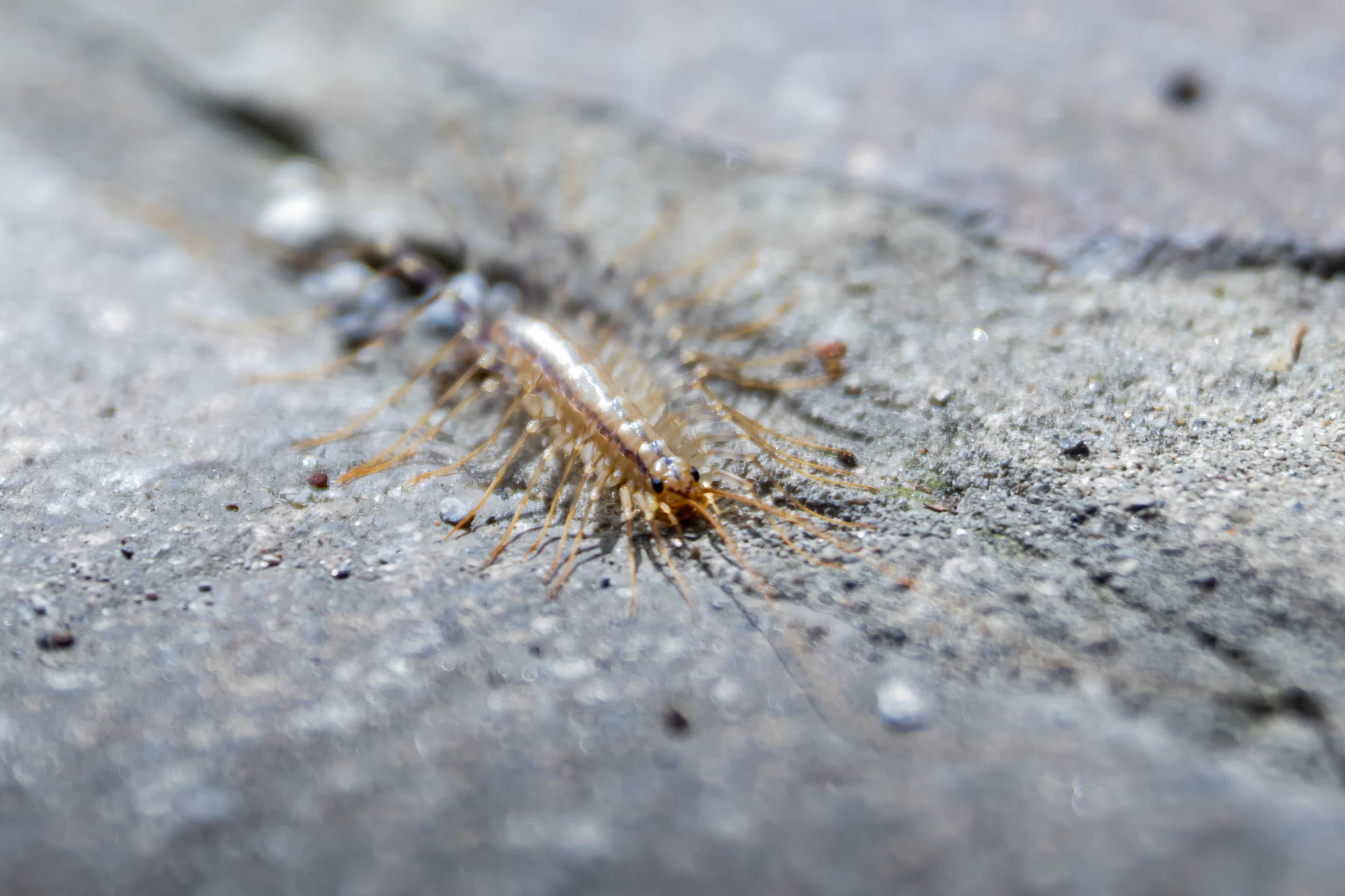 Scutigera coleoptrata