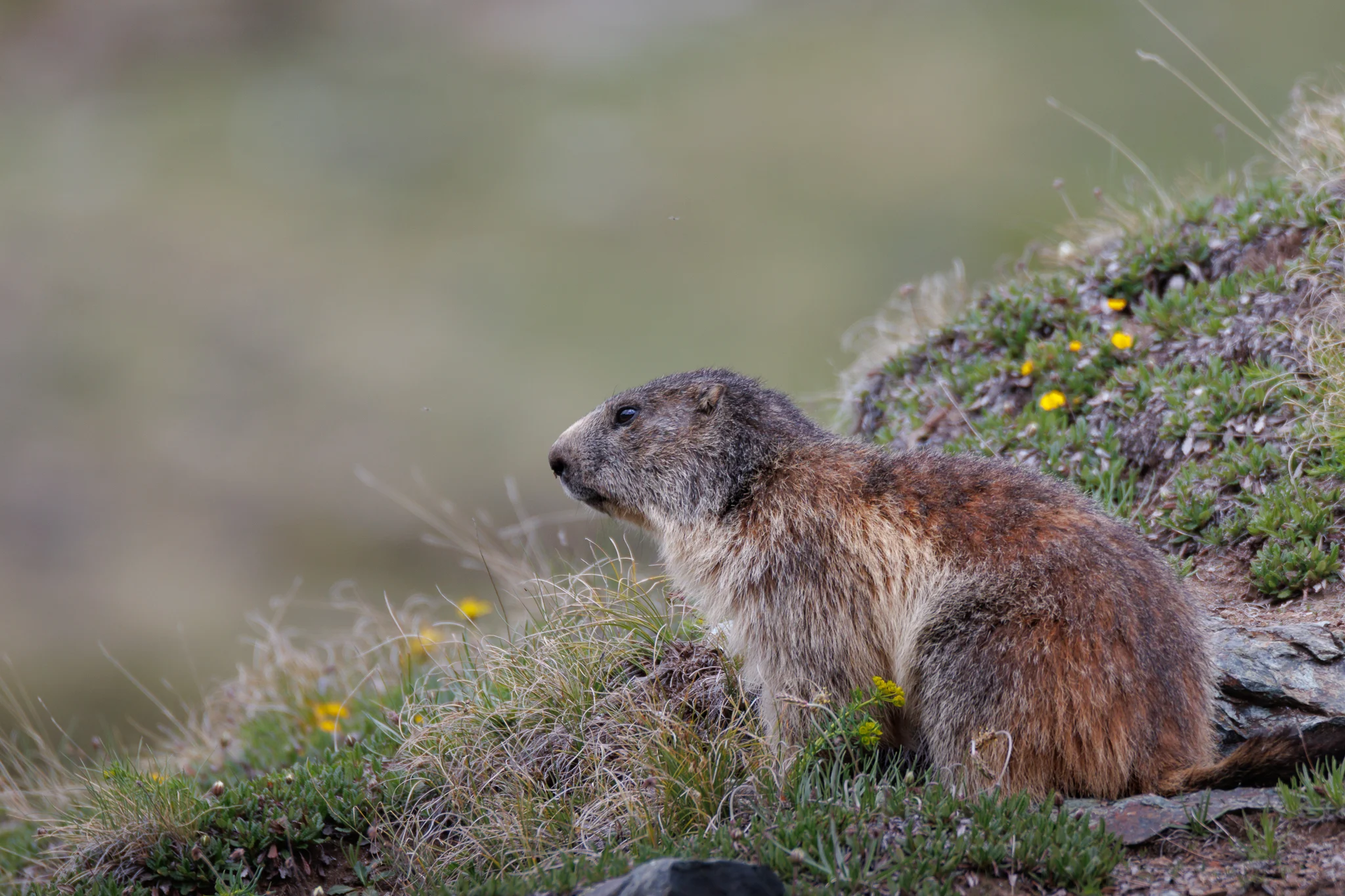 Marmotta delle Alpi