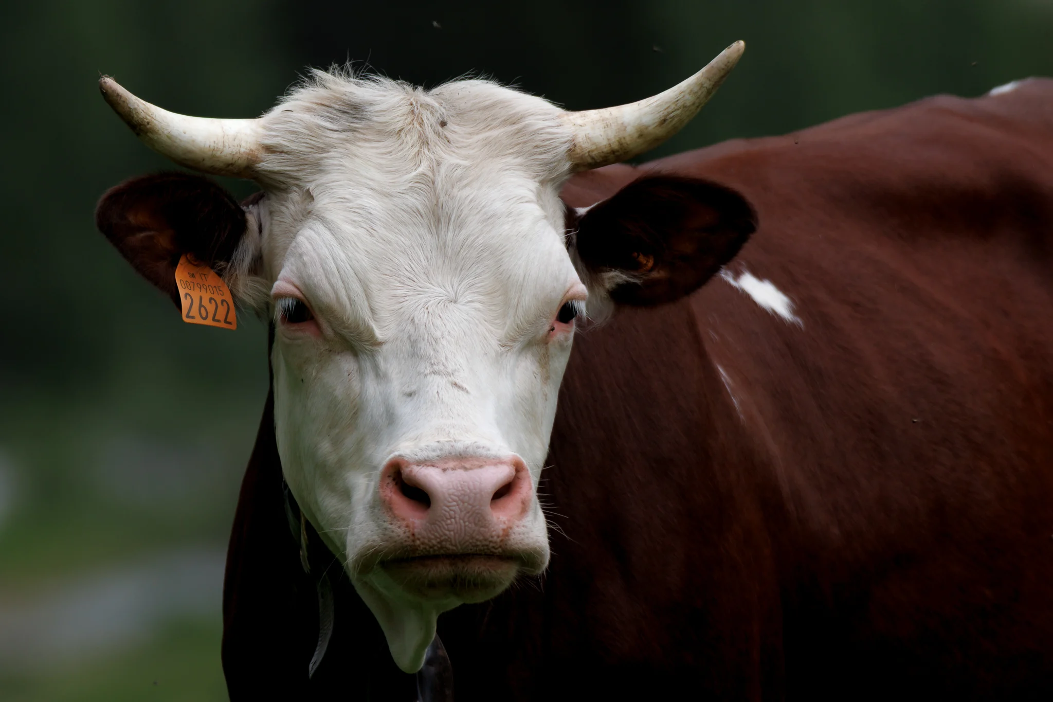 Bovino domestico