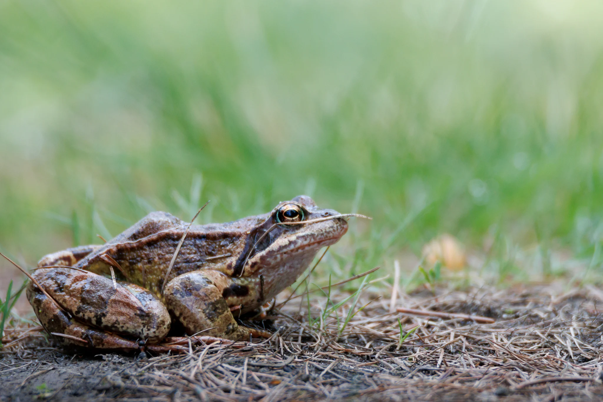 Rana alpina