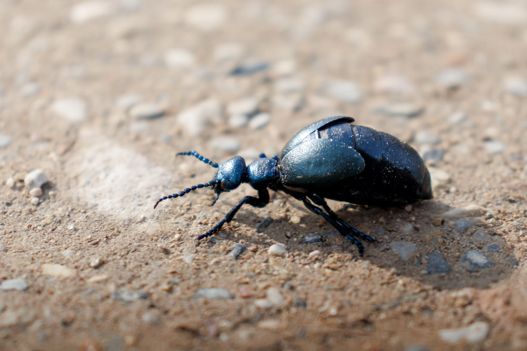 Meloe violaceus