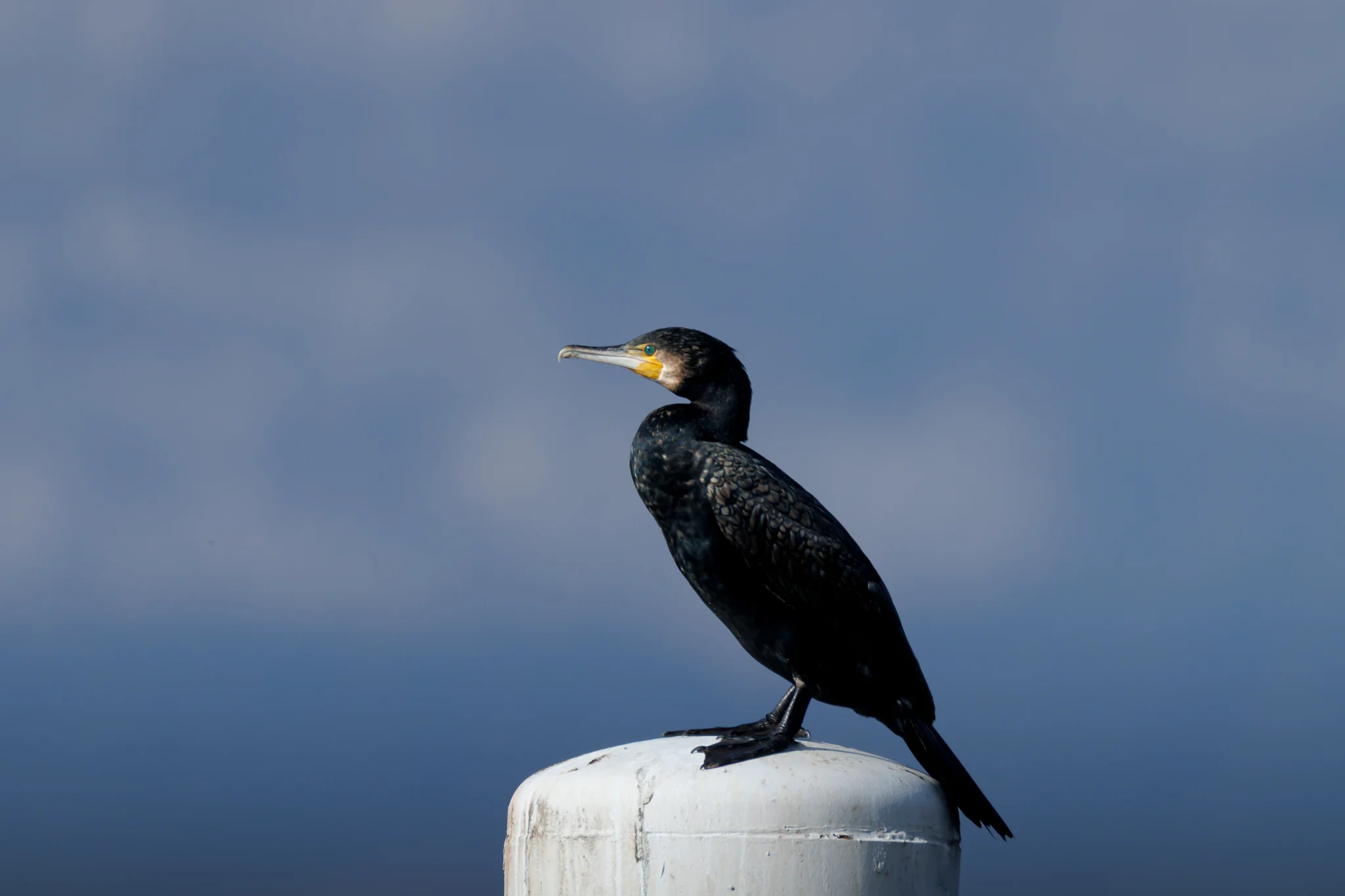 Cormorano comune