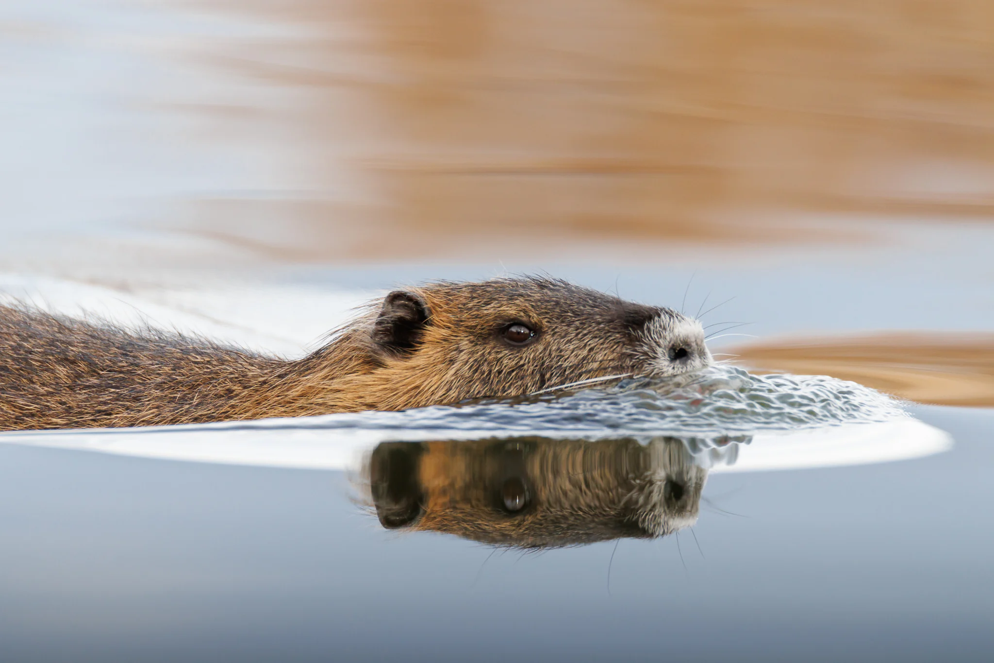 Nutria