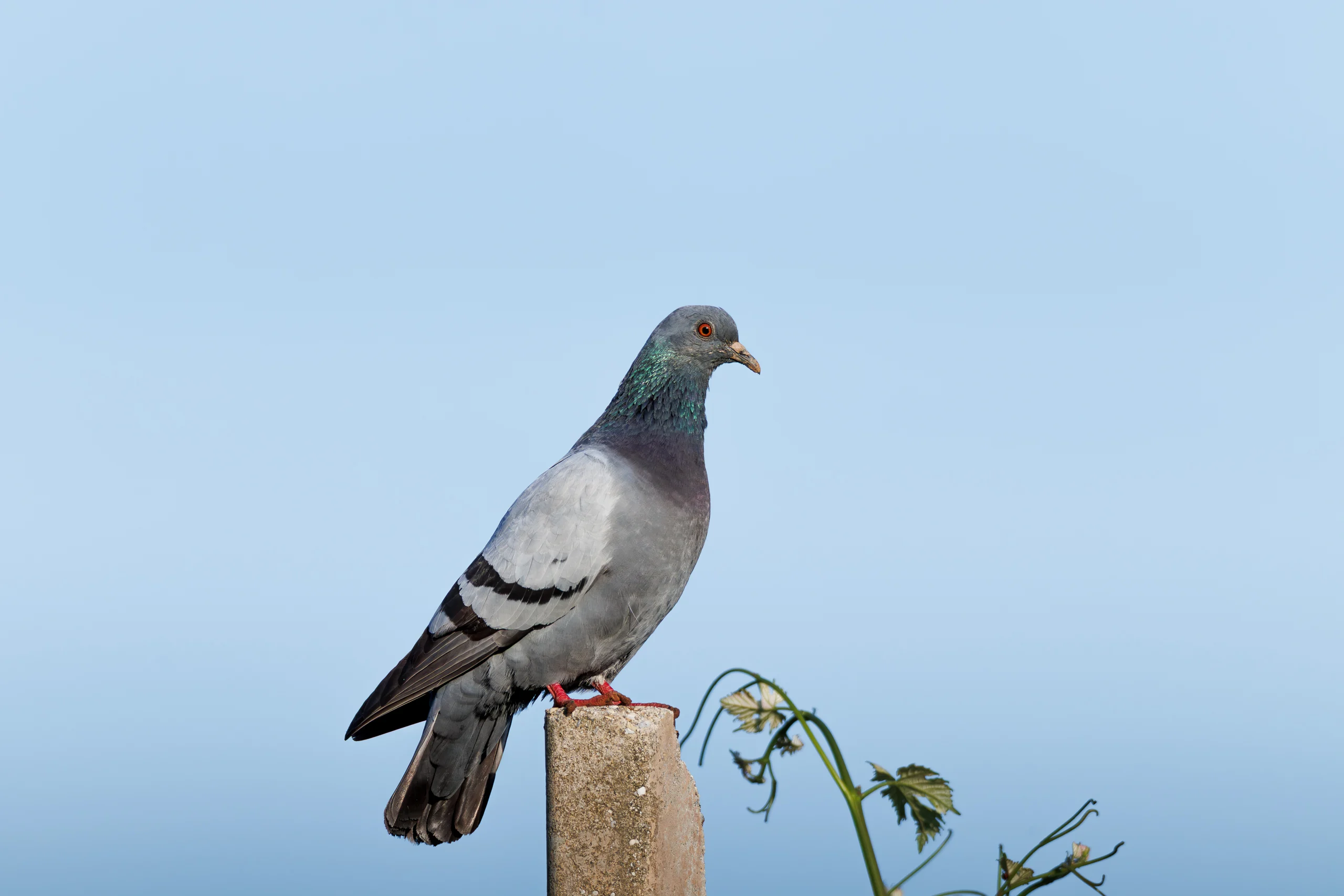 Piccione selvatico occidentale