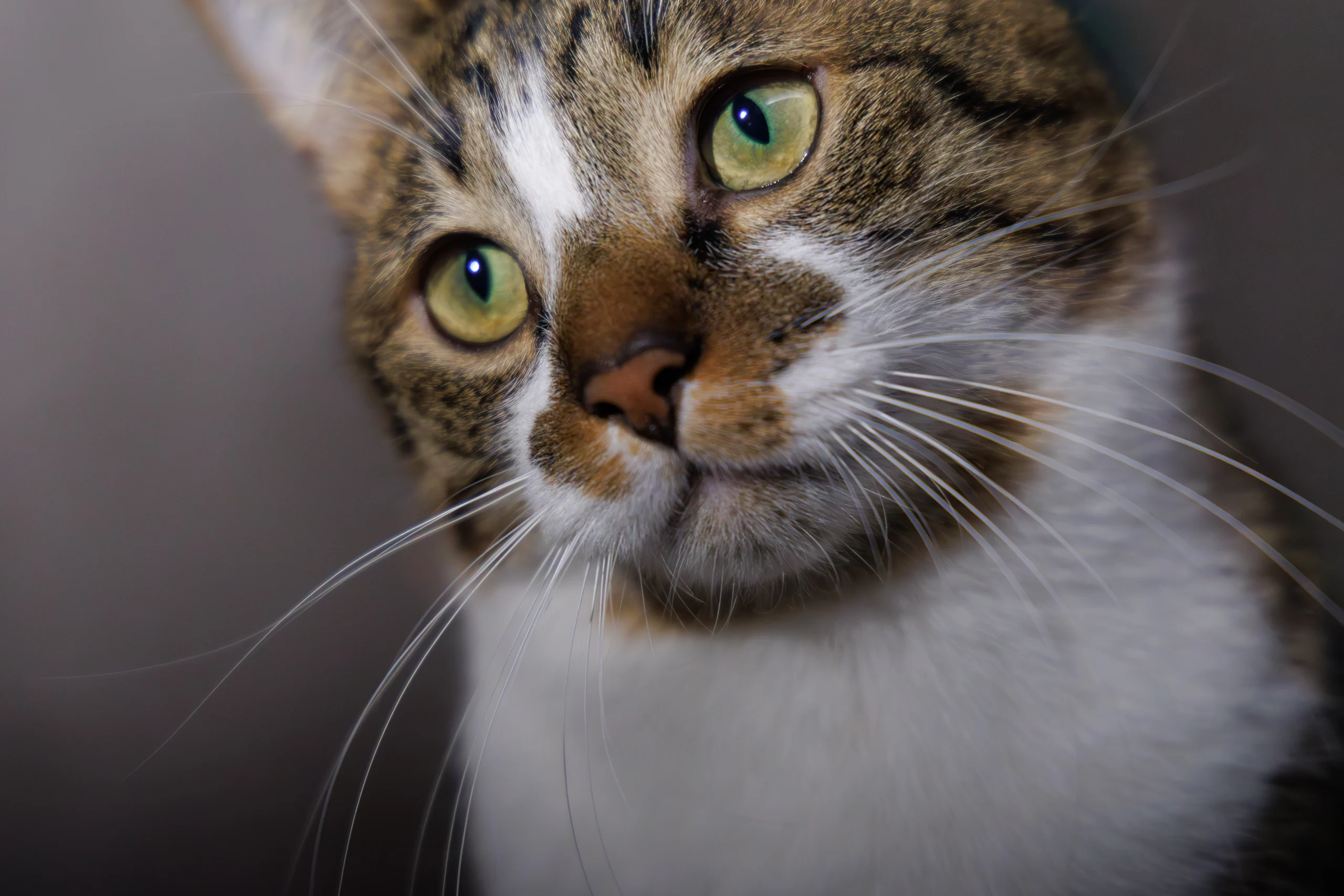 Gatto domestico