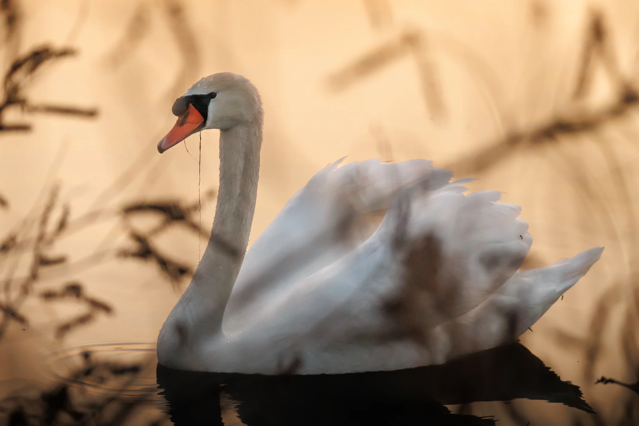 Cigno reale