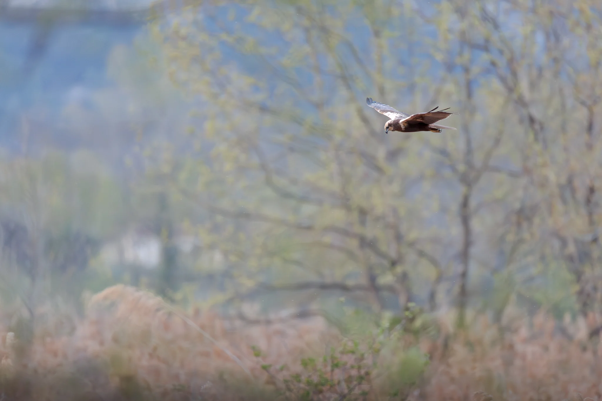 Falco di palude
